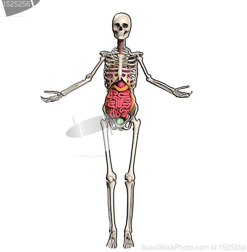 Image of Skeleton With Internal Organs 