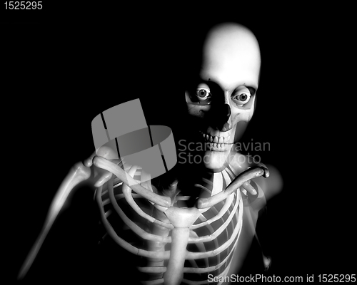 Image of Human Bones 