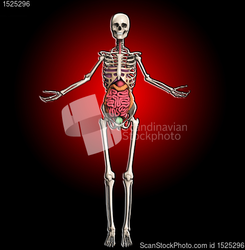 Image of Skeleton With Internal Organs 