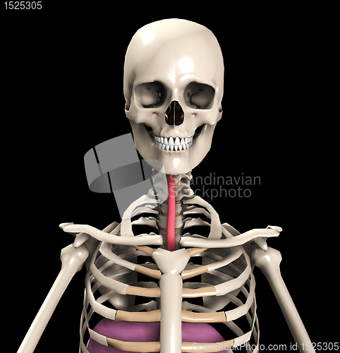 Image of Skeleton With Wind Pipe 