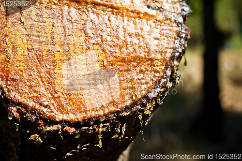 Image of Resin close up