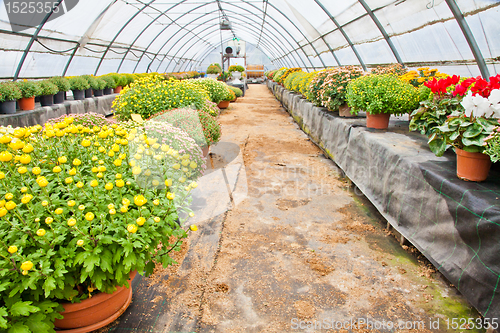 Image of Greenhouse 