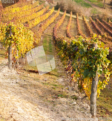 Image of Vineyard in autumn