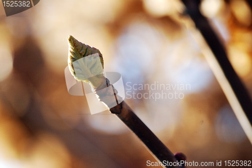 Image of spring bud