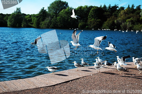 Image of sully lake