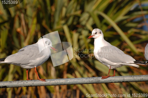 Image of seagulls