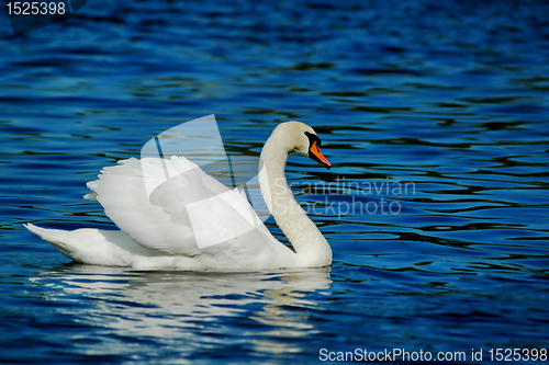 Image of swan