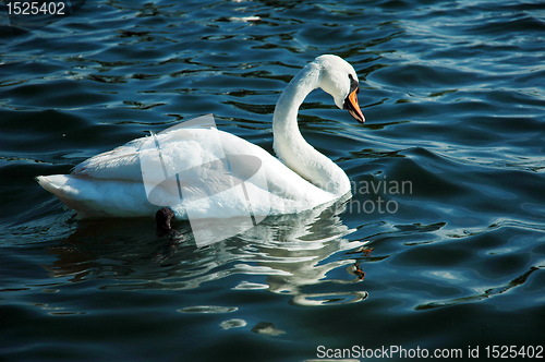 Image of swant at the sully lake