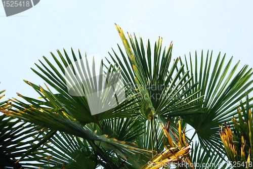 Image of palm leaf