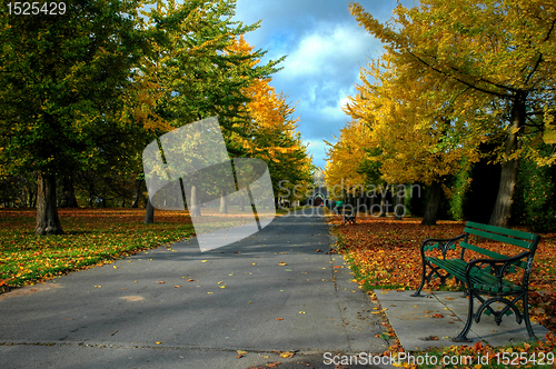 Image of bute park