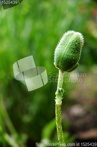 Image of bud of poppy