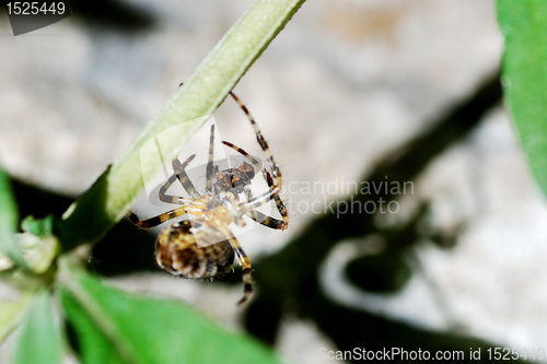 Image of spider and prey