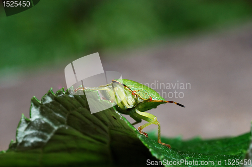 Image of Stink Bug beyond leaf