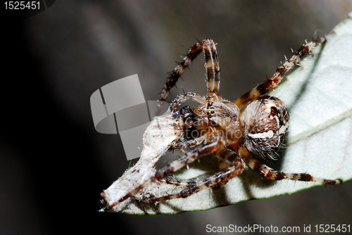 Image of spider and a prey