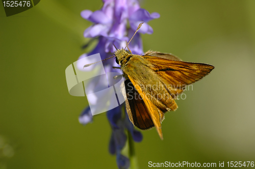 Image of butterfly on the bloom