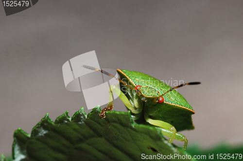 Image of Stink Bug  beyond leaf