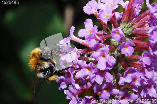 Image of bumble bee on the flower