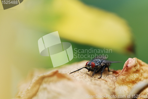 Image of fly nt the leaf