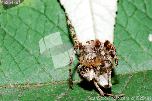 Image of spider and a prey