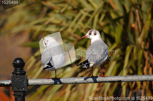 Image of seagulls