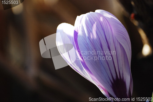 Image of spring flower