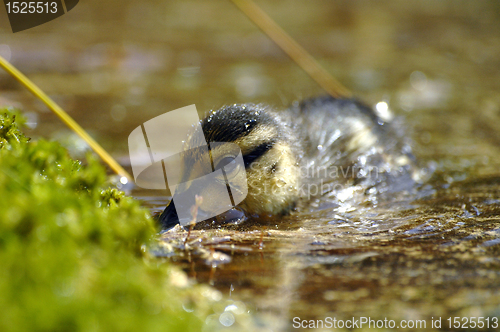 Image of duckling at the lake