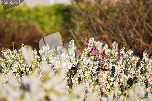 Image of rock-garden