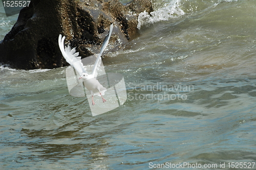 Image of seagull