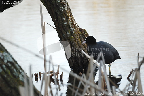 Image of water bird