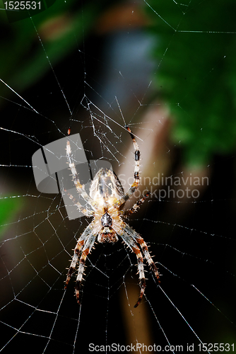 Image of spider on the net