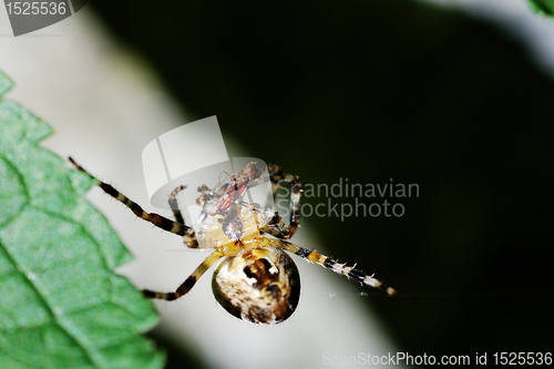 Image of spider and prey
