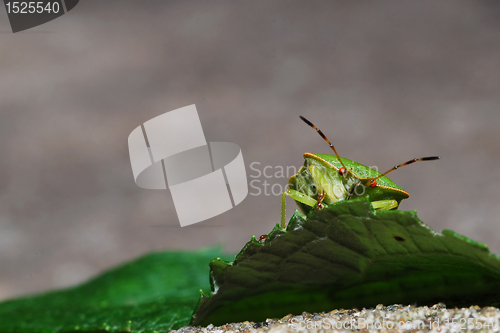 Image of Stink Bug  beyond leaf