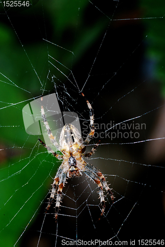 Image of spider on the net