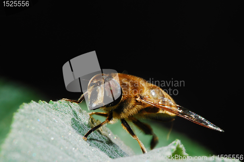 Image of bee on the leaf