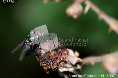 Image of fly on the dry flower