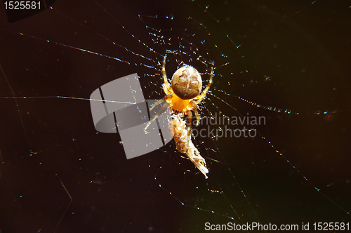 Image of spider