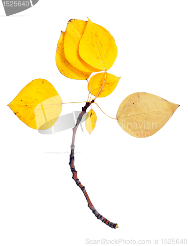 Image of branch with yellow leaves