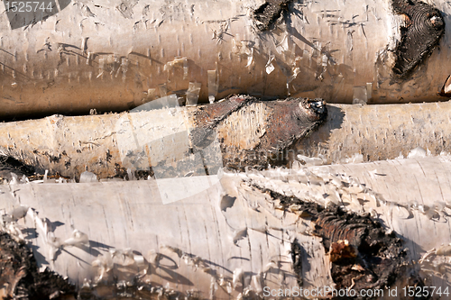 Image of three birch logs