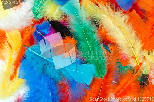 Image of background of colored feathers of birds.