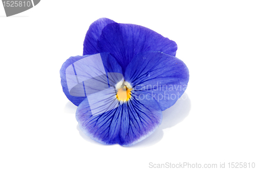 Image of One flower with petal