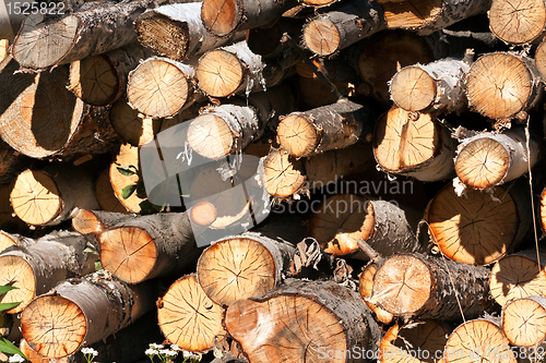 Image of round birch wood