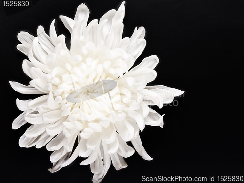 Image of fresh white chrysanthemum