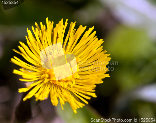 Image of yellow spring flower
