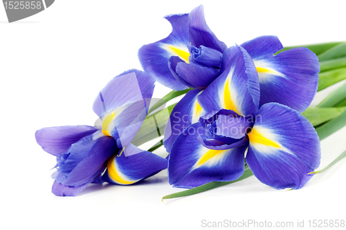Image of iris bouquet