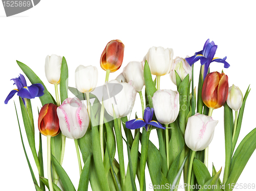 Image of flowers tulips, iris