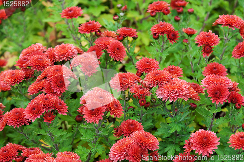 Image of Background from red flower