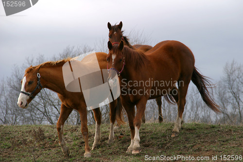 Image of Horses 1