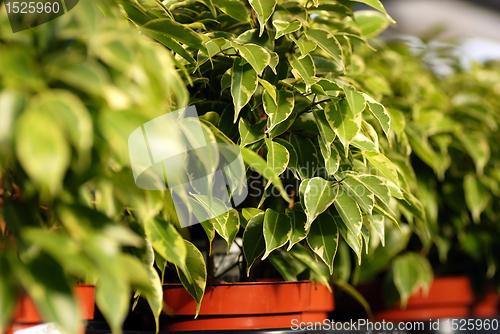 Image of Ficus Benjamina plants in garden center