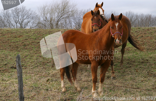 Image of Horses 2