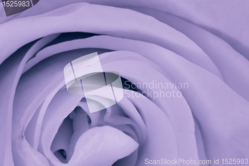 Image of violet rose close up